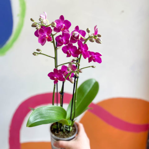 Purple Pink Moth Orchid - Phalaenopsis - Sprouts of Bristol