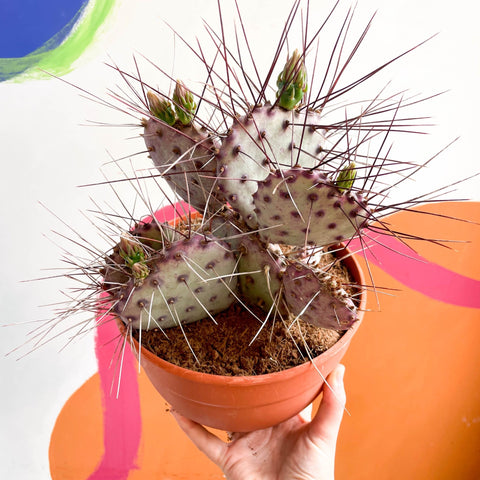 Purple Pricky Pear - Opuntia violacea 'Lianne' - Sprouts of Bristol