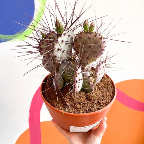 Purple Pricky Pear - Opuntia violacea 'Lianne' - Sprouts of Bristol