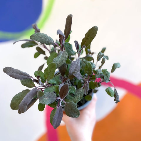 Purple Sage - Salvia officinalis 'Purpurea' - UK Grown Culinary Herbs - Sprouts of Bristol