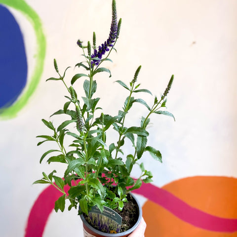 Purple Spiked Speedwells - Veronica spicata 'Anniversary Blue' - British Grown - Sprouts of Bristol