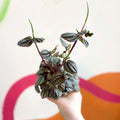 Radiator Plant - Peperomia albovittata 'Piccolo Banda' - Sprouts of Bristol