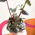 Radiator Plant - Peperomia albovittata 'Piccolo Banda' - Sprouts of Bristol