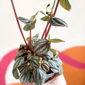 Radiator Plant - Peperomia albovittata 'Piccolo Banda' - Sprouts of Bristol