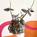 Radiator Plant - Peperomia albovittata 'Piccolo Banda' - Sprouts of Bristol