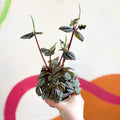 Radiator Plant - Peperomia albovittata 'Piccolo Banda' - Sprouts of Bristol