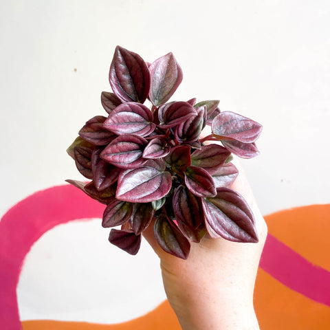 Radiator Plant - Peperomia caperata 'Cayenne' - Sprouts of Bristol
