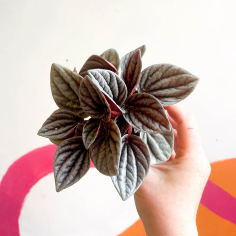 Radiator Plant - Peperomia caperata 'Mendoza' - Sprouts of Bristol