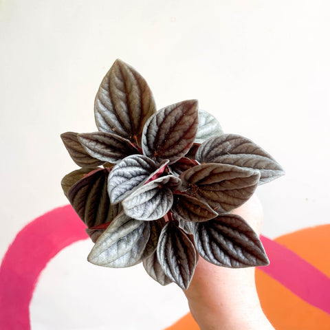 Radiator Plant - Peperomia caperata 'Mendoza' - Sprouts of Bristol