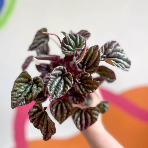 Radiator Plant - Peperomia caperata 'Red' - Sprouts of Bristol