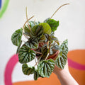 Radiator Plant - Peperomia caperata ‘Silver’ - Sprouts of Bristol