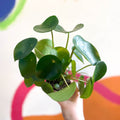 Raindrop Plant - peperomia polybotrya 'Raindrop' - Sprouts of Bristol