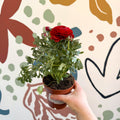 Ranunculus asiaticus - Persian Buttercup - Sprouts of Bristol