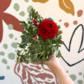 Ranunculus asiaticus - Persian Buttercup - Sprouts of Bristol