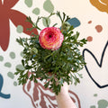 Ranunculus asiaticus - Persian Buttercup - Sprouts of Bristol