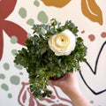 Ranunculus asiaticus - Persian Buttercup - Sprouts of Bristol