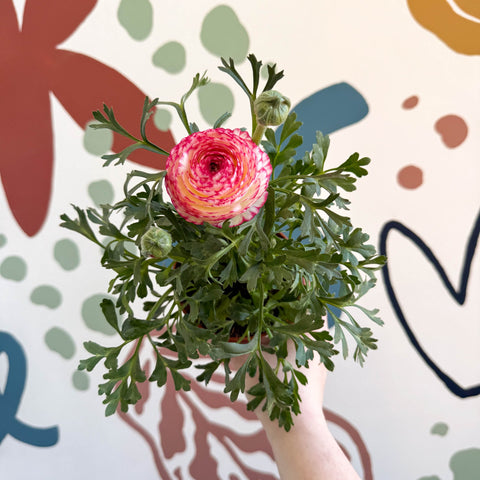 Ranunculus asiaticus - Persian Buttercup - Sprouts of Bristol
