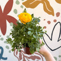 Ranunculus asiaticus - Persian Buttercup - Sprouts of Bristol