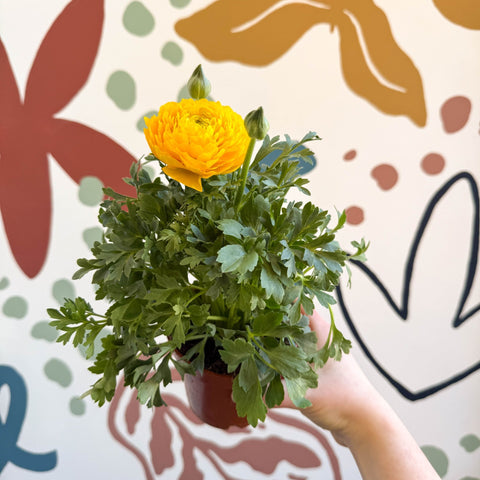 Ranunculus asiaticus - Persian Buttercup - Sprouts of Bristol