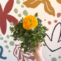 Ranunculus asiaticus - Persian Buttercup - Sprouts of Bristol