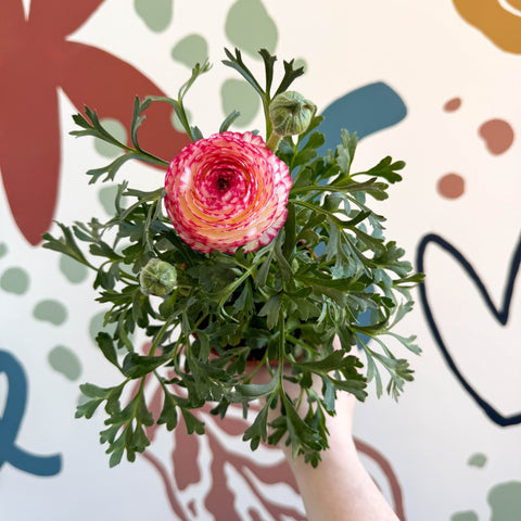 Ranunculus asiaticus - Persian Buttercup - Sprouts of Bristol