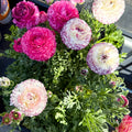 Ranunculus asiaticus 'Sprinkles Bicolor' - Mixed Colour Persian Buttercup - Sprouts of Bristol