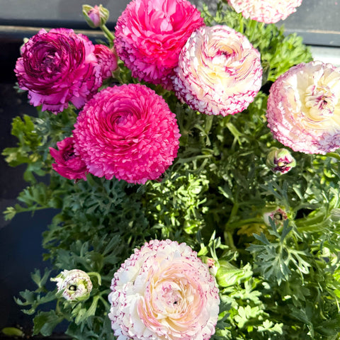 Ranunculus asiaticus 'Sprinkles Bicolor' - Mixed Colour Persian Buttercup - Sprouts of Bristol