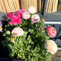 Ranunculus asiaticus 'Sprinkles Bicolor' - Mixed Colour Persian Buttercup - Sprouts of Bristol