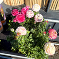 Ranunculus asiaticus 'Sprinkles Bicolor' - Mixed Colour Persian Buttercup - Sprouts of Bristol
