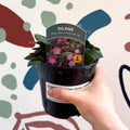 Red Campion - Silene dioica 'Rollie's Favourite' - British Grown Semi - evergreen Perennial Alpine - Sprouts of Bristol