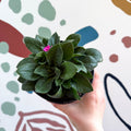 Red Campion - Silene dioica 'Rollie's Favourite' - British Grown Semi - evergreen Perennial Alpine - Sprouts of Bristol