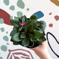 Red Campion - Silene dioica 'Rollie's Favourite' - British Grown Semi - evergreen Perennial Alpine - Sprouts of Bristol