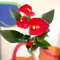 Red Flamingo Flower - Anthurium andraeanum 'Red Bull' - Sprouts of Bristol