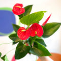 Red Flamingo Flower - Anthurium andraeanum 'Red Champion' - Sprouts of Bristol