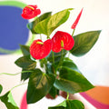 Red Flamingo Flower - Anthurium andraeanum 'Red Champion' - Sprouts of Bristol