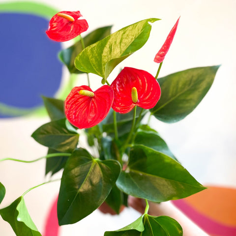 Red Flamingo Flower - Anthurium andraeanum 'Red Champion' - Sprouts of Bristol