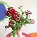 Red Verbena 'Showboat Crimson Velvet' - British Grown - Sprouts of Bristol