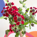 Red Verbena 'Showboat Crimson Velvet' - British Grown - Sprouts of Bristol