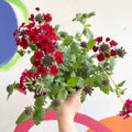 Red Verbena 'Showboat Crimson Velvet' - British Grown - Sprouts of Bristol