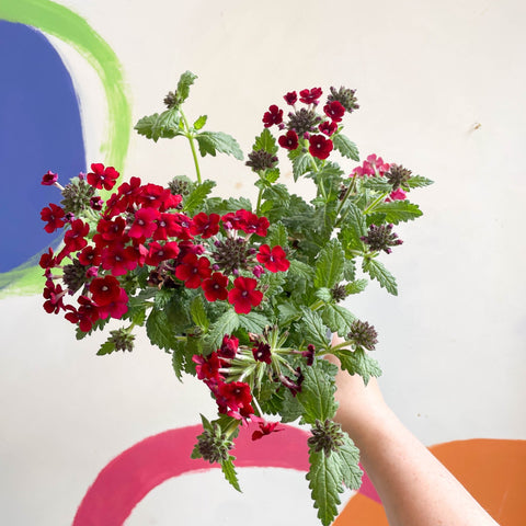 Red Verbena 'Showboat Crimson Velvet' - British Grown - Sprouts of Bristol