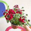 Red Verbena 'Showboat Crimson Velvet' - British Grown - Sprouts of Bristol