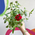 Red Verbena 'Showboat Dark Red' - British Grown - Sprouts of Bristol