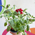 Red Verbena 'Showboat Dark Red' - British Grown - Sprouts of Bristol