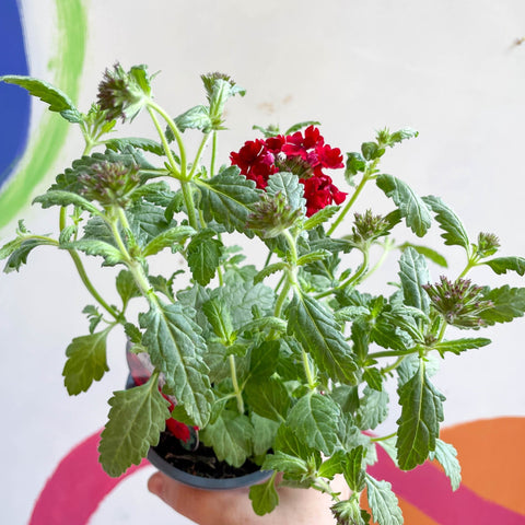 Red Verbena 'Showboat Dark Red' - British Grown - Sprouts of Bristol