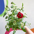 Red Verbena 'Showboat Dark Red' - British Grown - Sprouts of Bristol
