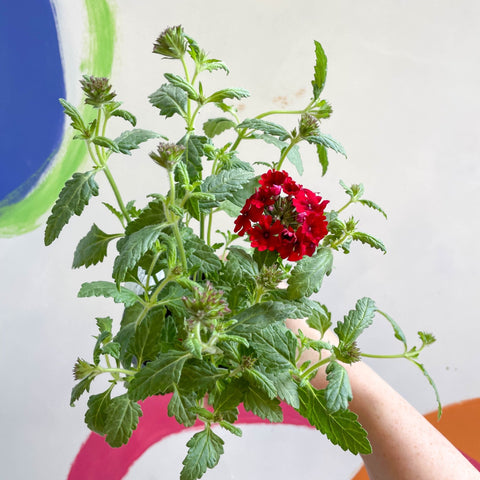 Red Verbena 'Showboat Dark Red' - British Grown - Sprouts of Bristol