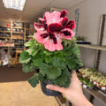 Regal Pelargonium ‘Bella Donna’ – Coral & Crimson - Sprouts of Bristol