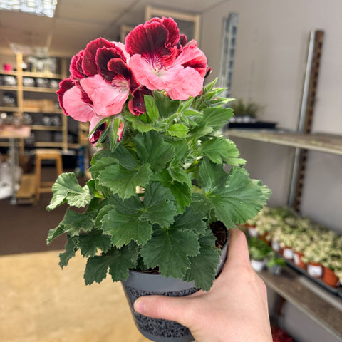 Regal Pelargonium ‘Bella Donna’ – Coral & Crimson - Sprouts of Bristol