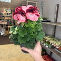 Regal Pelargonium ‘Bella Donna’ – Coral & Crimson - Sprouts of Bristol