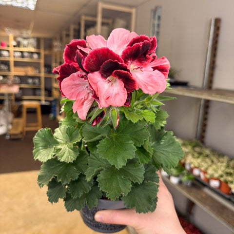 Regal Pelargonium ‘Bella Donna’ – Coral & Crimson - Sprouts of Bristol